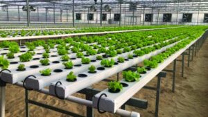 Read more about the article Schaduf Empowers 20 Families in Egypt with Hydroponic Rooftop Farming Solutions