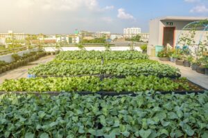 Read more about the article Schaduf at the Forefront of Egypt’s Urban Farming Revolution: Transforming Rooftops into Sustainable Green Ecosystems