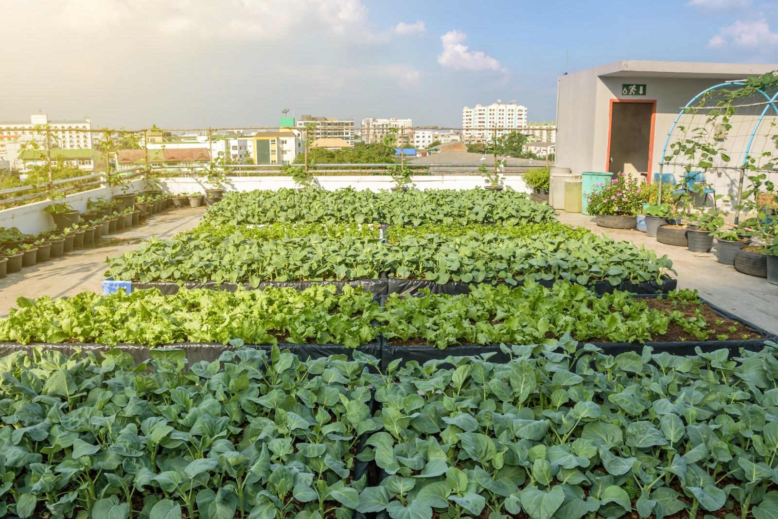 You are currently viewing Schaduf at the Forefront of Egypt’s Urban Farming Revolution: Transforming Rooftops into Sustainable Green Ecosystems