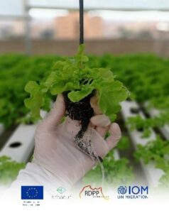 Read more about the article IOM Egypt Partners with Schaduf to Launch Hydroponic Rooftop Farms