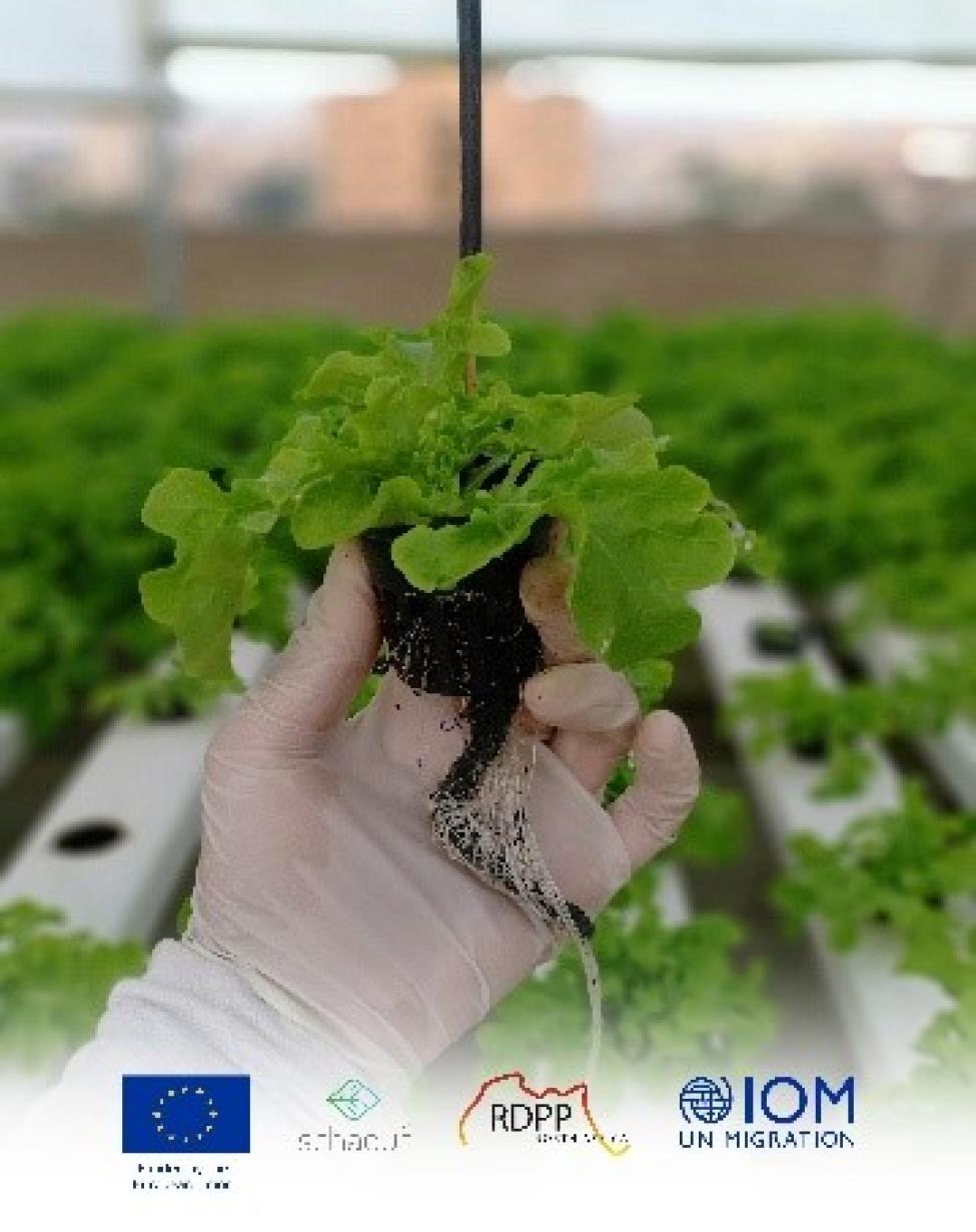 Read more about the article IOM Egypt Partners with Schaduf to Launch Hydroponic Rooftop Farms