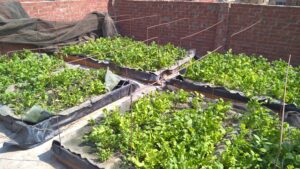 Read more about the article Rooftop Farming Units: Providing New Income Opportunities for Low-Income Communities