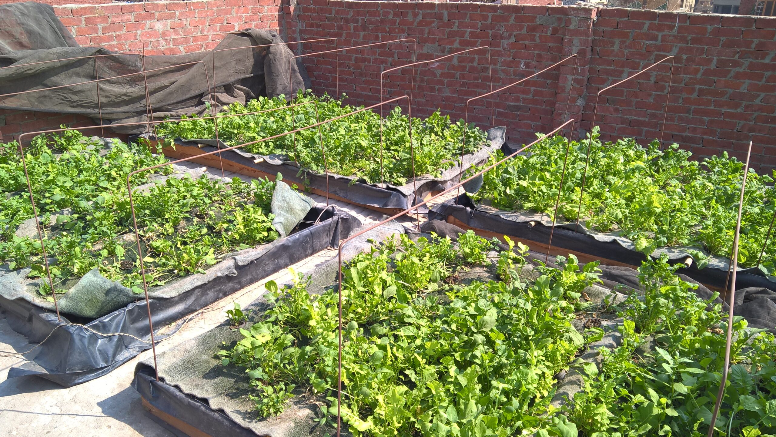 Read more about the article Rooftop Farming Units: Providing New Income Opportunities for Low-Income Communities