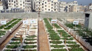 Read more about the article Schaduf Leads Egypt’s Rooftop Farming Movement to Fight Urban Pollution