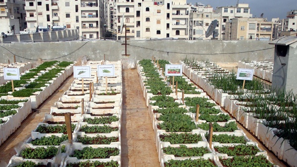 Read more about the article Schaduf Leads Egypt’s Rooftop Farming Movement to Fight Urban Pollution