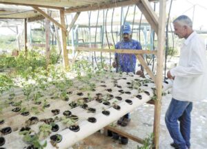 Read more about the article Rooftop Farming: An Egyptian Dream Transforming Concrete Jungles into Green Havens