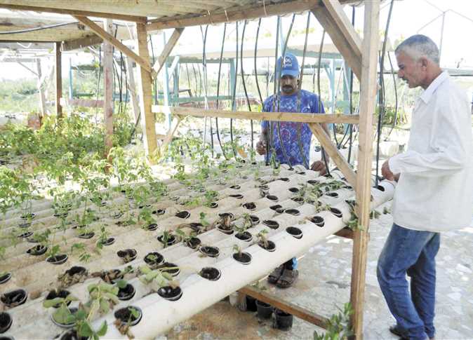 Read more about the article Rooftop Farming: An Egyptian Dream Transforming Concrete Jungles into Green Havens
