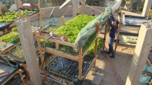 Read more about the article Schaduf: Pioneering Sustainable Rooftop Farming for Egypt’s Low-Income Communities