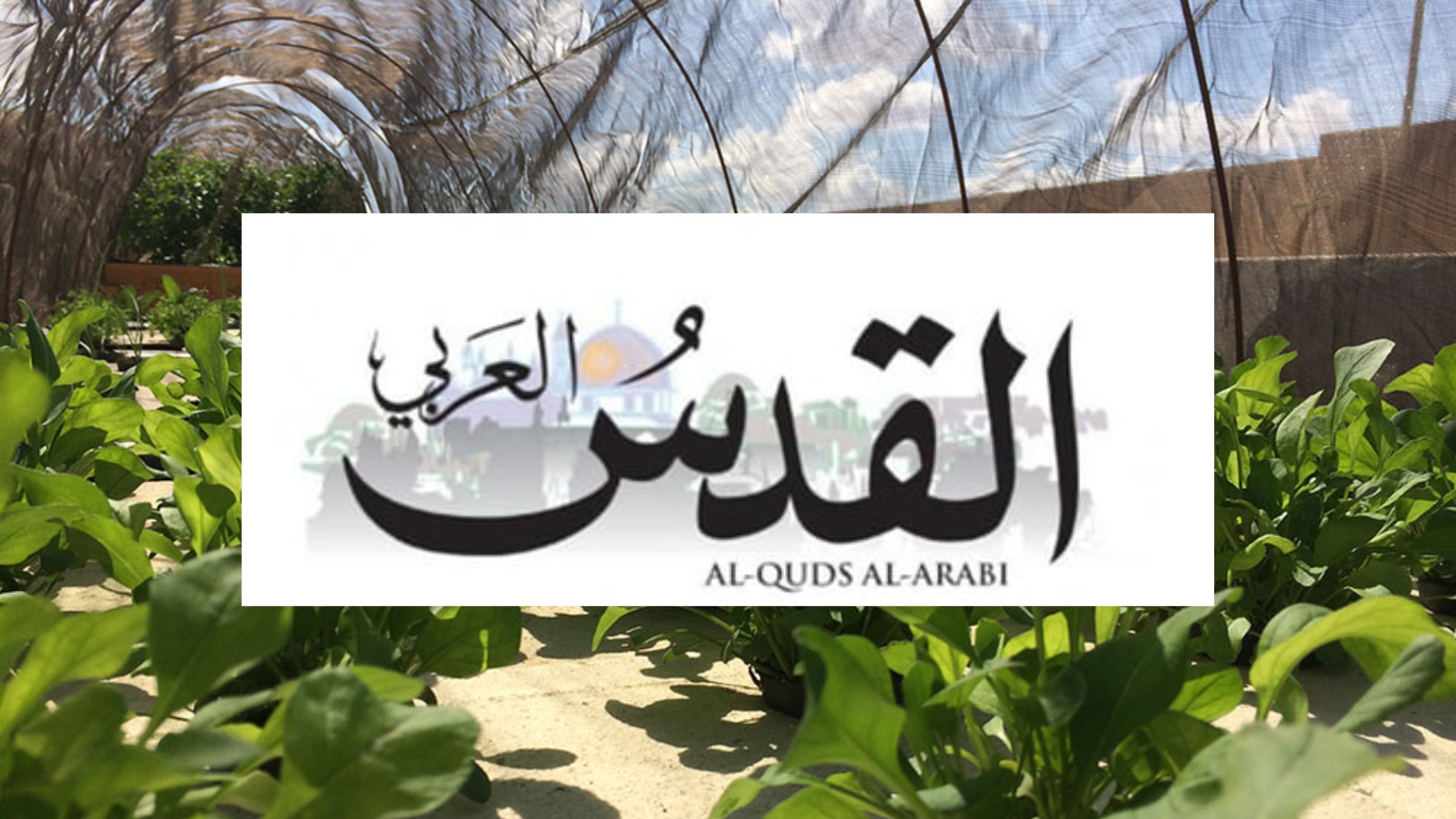 Read more about the article A New Cairo Startup Turns Walls and Rooftops into Lush Green Spaces to Combat Pollution and Support Low-Income Communities