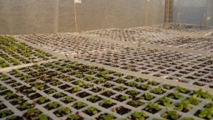 Read more about the article Schaduf Empowers Syrian Refugees in Egypt Through Profitable Rooftop Farming