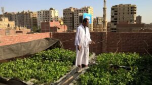 Read more about the article Cooler, Cleaner Megacities: Rooftop Gardens Transform Urban Life