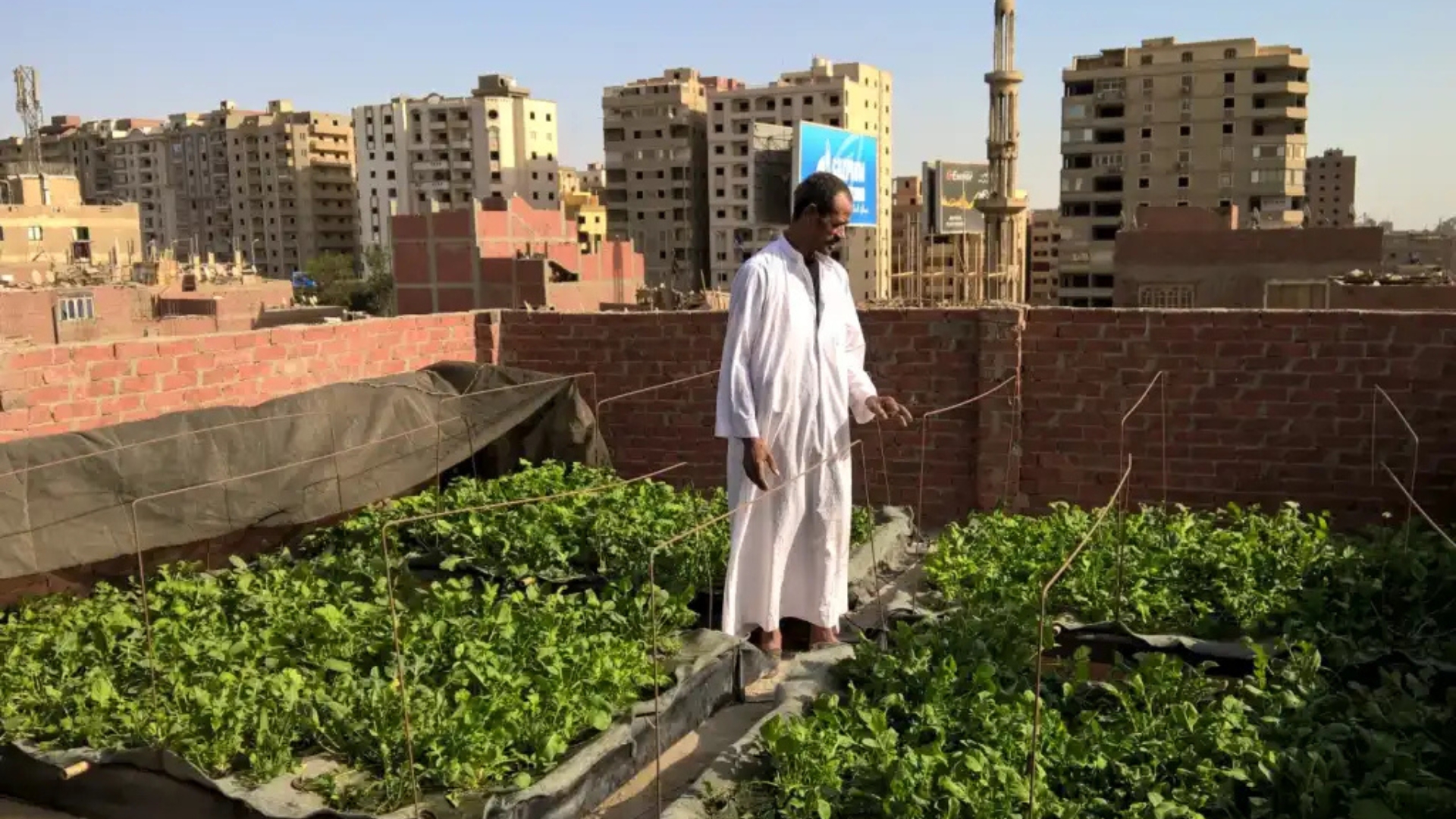 You are currently viewing Cooler, Cleaner Megacities: Rooftop Gardens Transform Urban Life